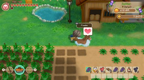 harvest moon: friends of mineral town horse race bet|Easy Money Horse Racing for Harvest Moon: Friends Of Mineral .